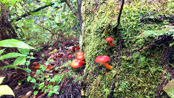 名水百選「竜ヶ窪」新潟県津南町にある伝説が息づく幻想的な池