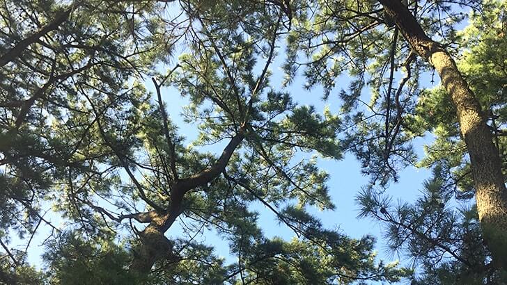 富津公園キャンプ場でバーベキュー!海まで歩いてすぐの好立地 富津公園キャンプ場でバーベキュー!海まで歩いてすぐの好立地