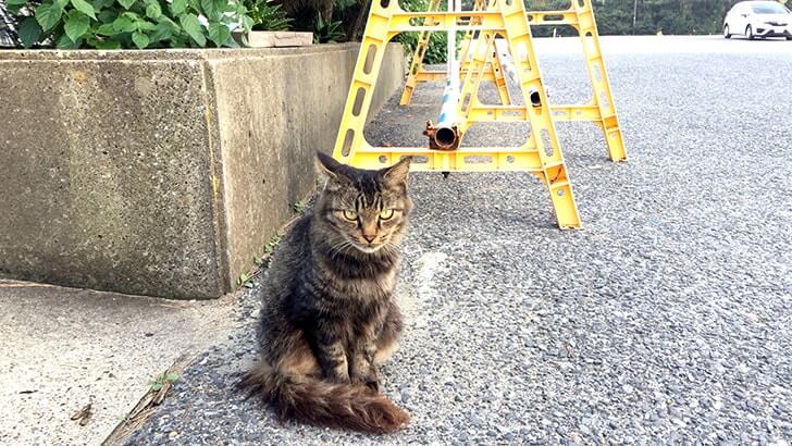 富津公園キャンプ場でバーベキュー!海まで歩いてすぐの好立地 富津公園キャンプ場でバーベキュー!海まで歩いてすぐの好立地